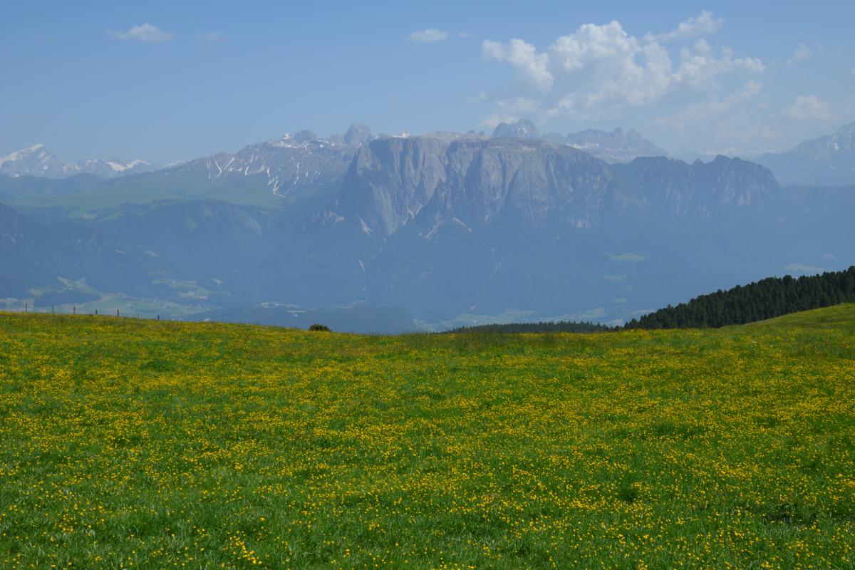 Platzer Alm 26.06.2019